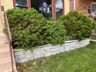 Free Boxwood Shrubs