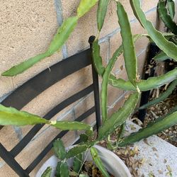 Dragon Fruit Rooted Live Plant 24” Tall