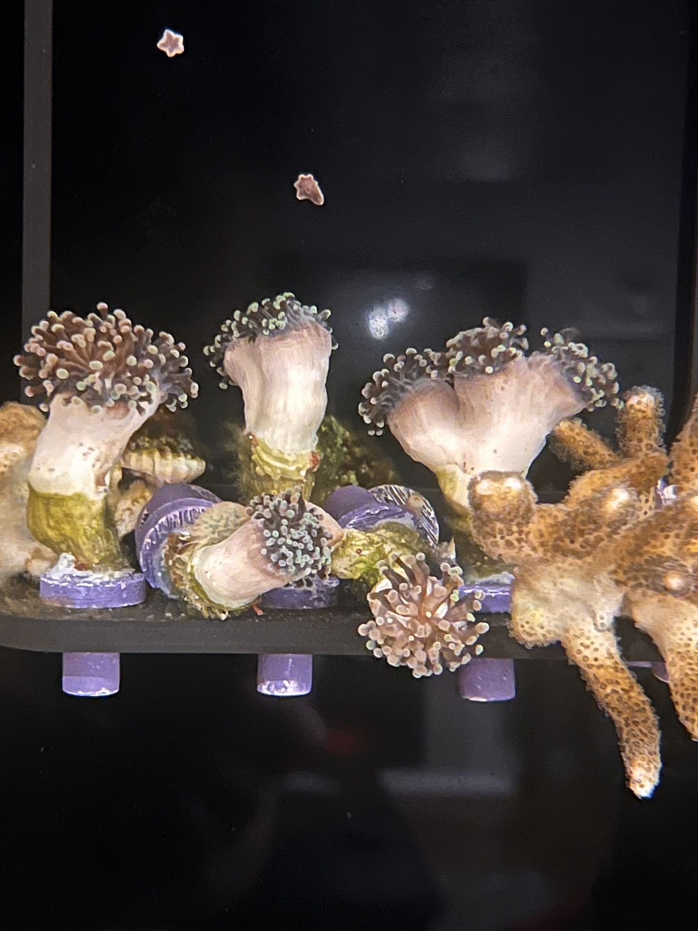 Frogspawn Coral Bi Color  