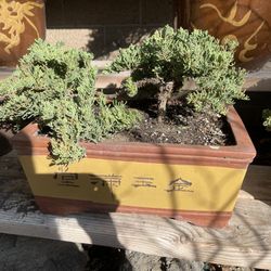 Bonsai Juniper Ceramic Pot 