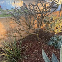 Large Plumeria $100 - Must Go Tomorrow  (#2)