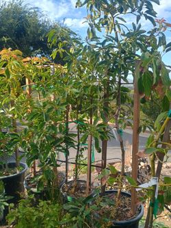 Avocado tree