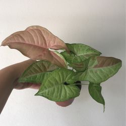 Beautiful Pink Confetti Syngonium Plant 