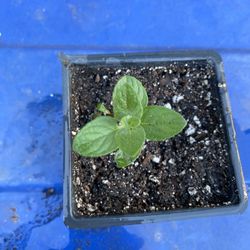 Sweet Lemon Mint Plant - Menta Limon - Yerba Hierba Buena Limon planta