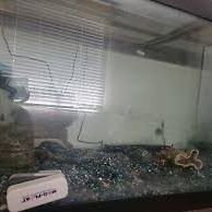 Giant 70gallon Fish Tank