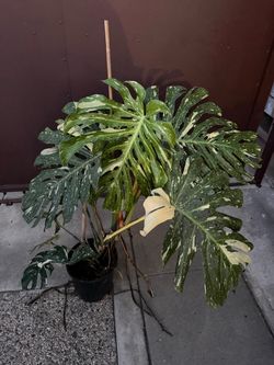 10” monstera thai constellation XL