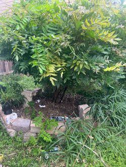 Free wisteria tree