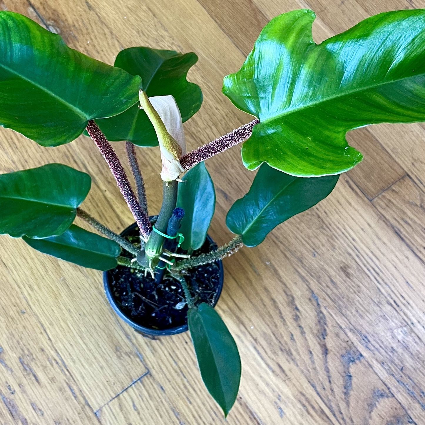 Rare Philodendron Squamiferum Plant / Spring Sale / Free Delivery Available