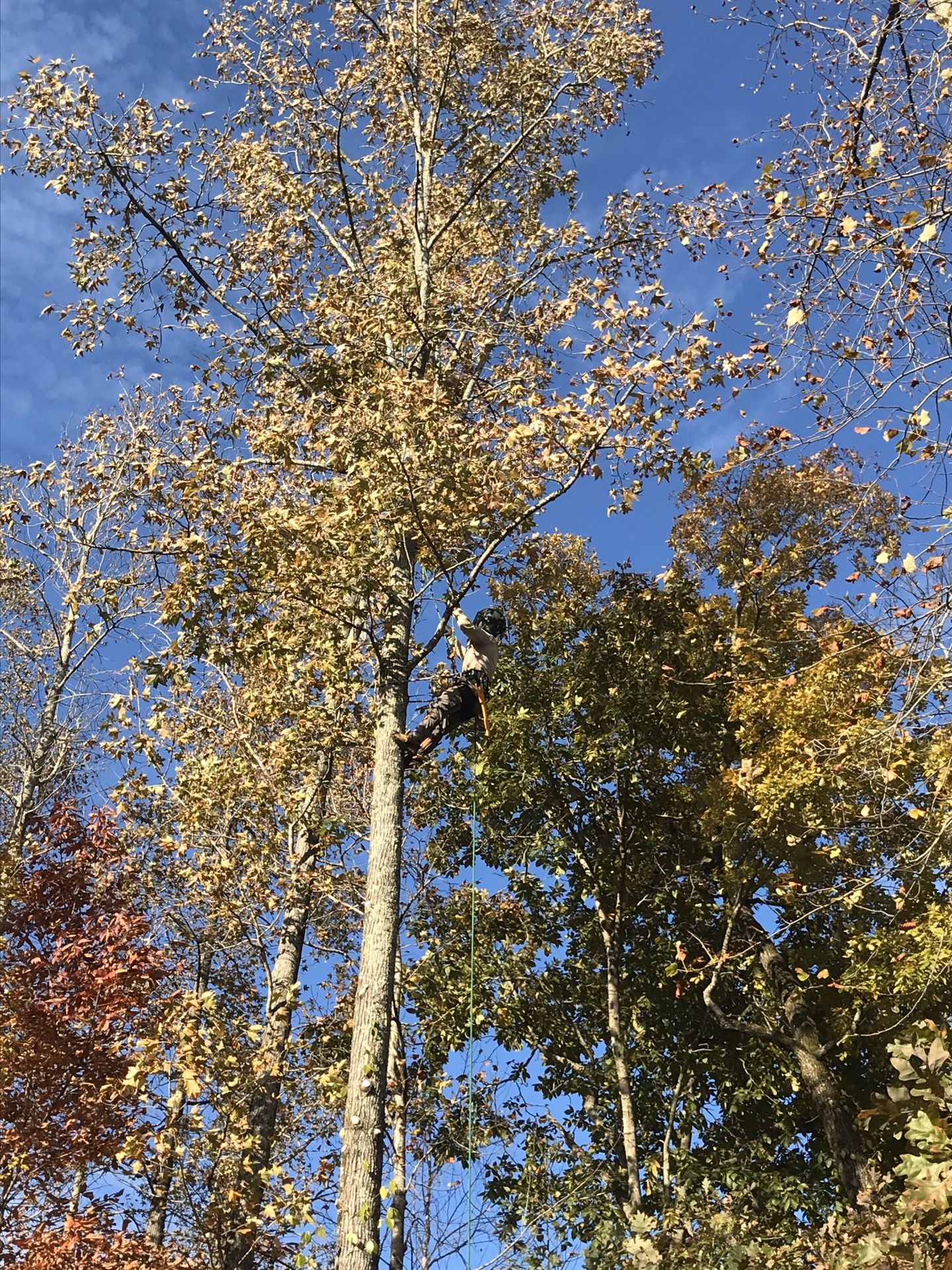 Tree work, stump grinding, fire wood