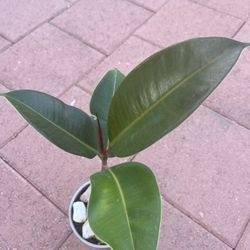 Homegrown beautiful tall Ficus Robusta In Gray Ceramic Pot