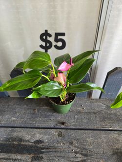 Anturio lila