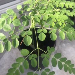 Drumstick Plant 