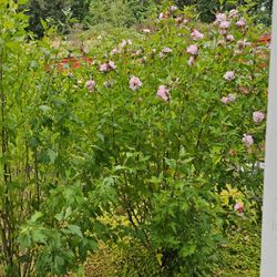 6 Feet Tall Hibiscus ( Rose Of Sharon)  TREES $50