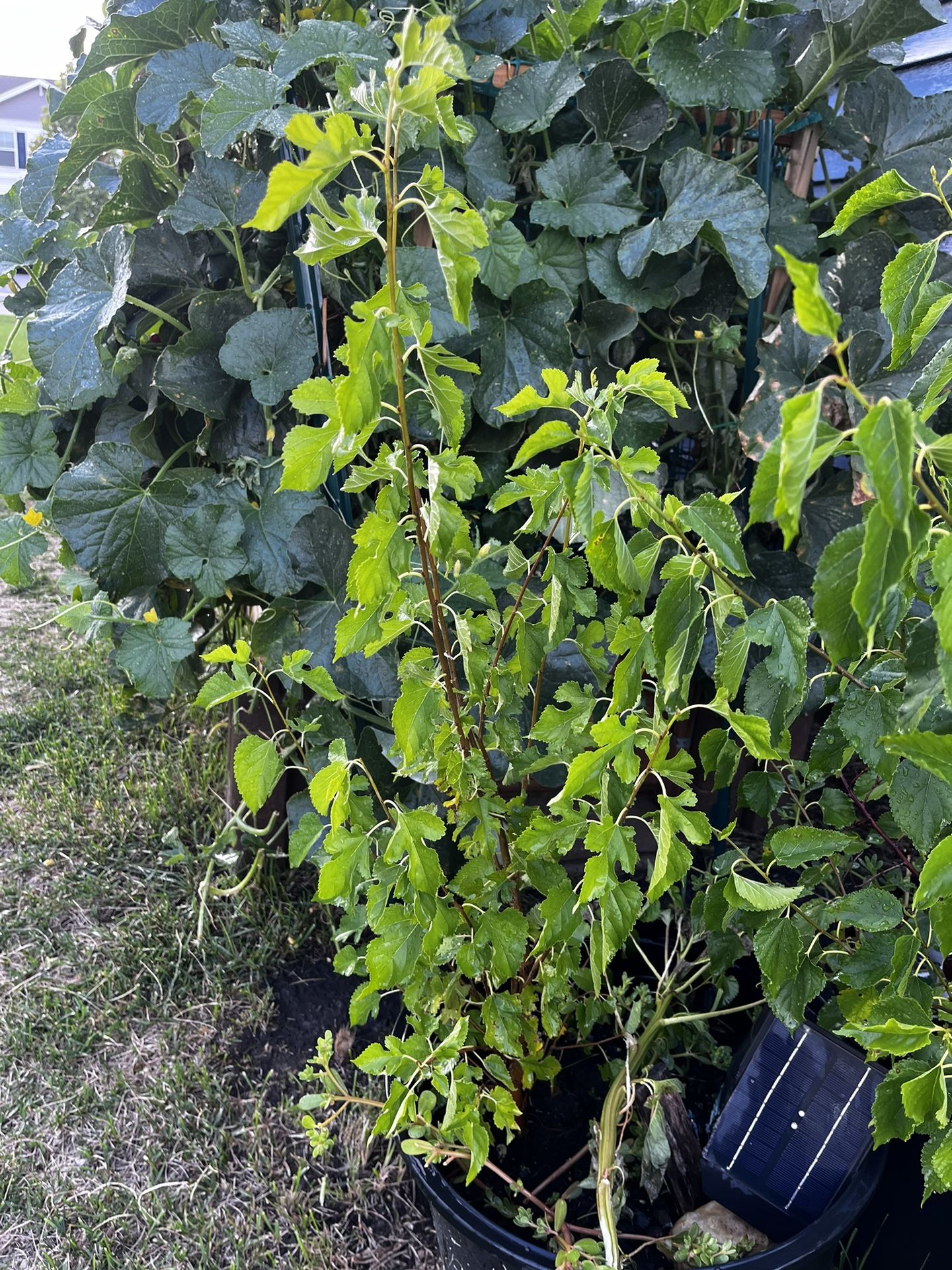 Mulberry Tree