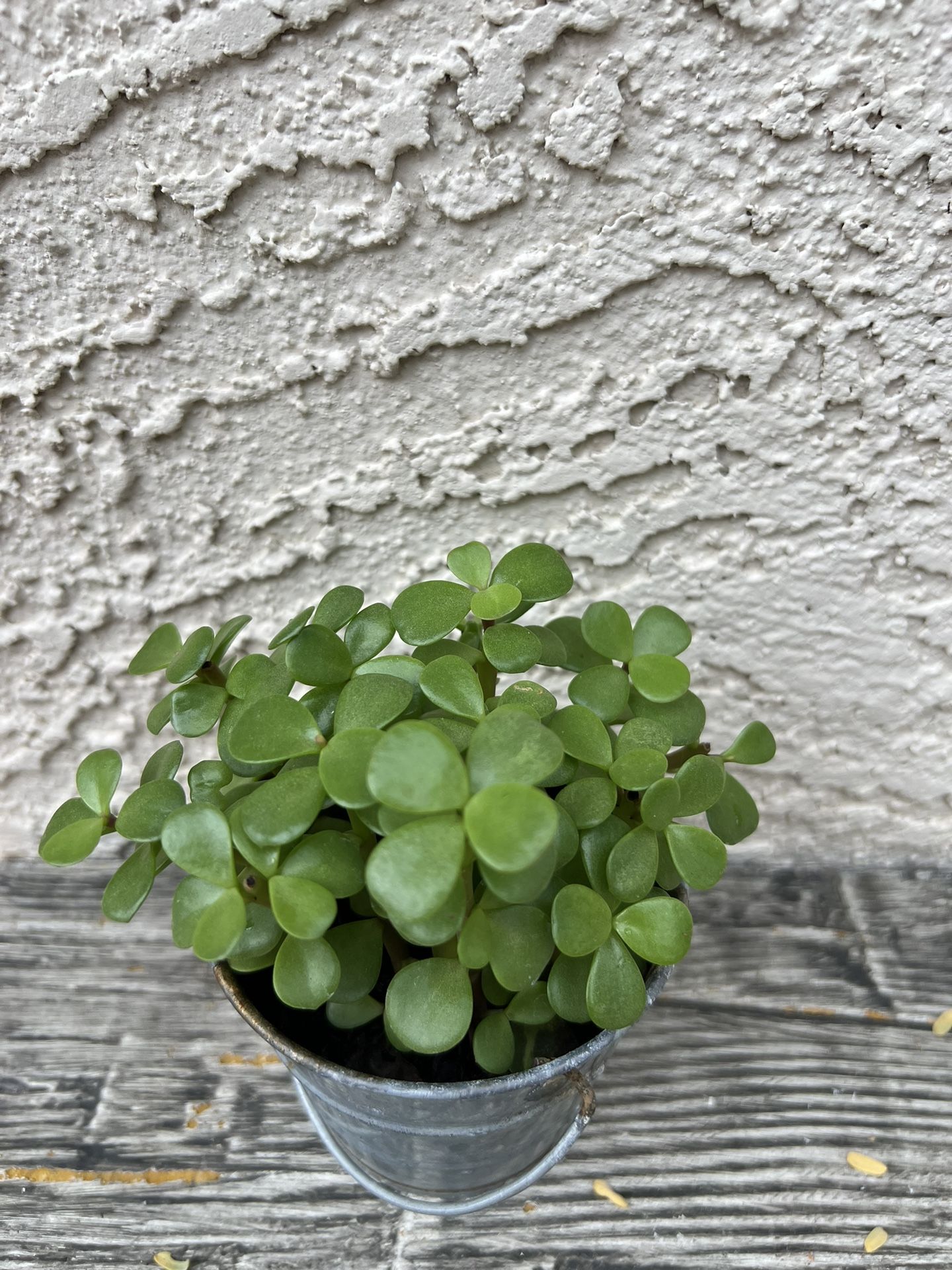 Succulent Live Plant