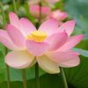 Flor