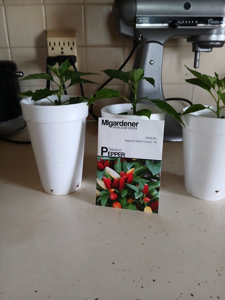 Tabasco Peppers