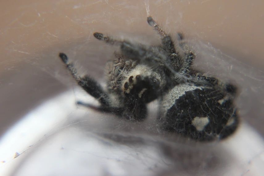 Regal Jumping Spider