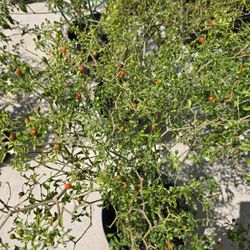 Plantas De Chile Del Monte 3gallones Bushes 