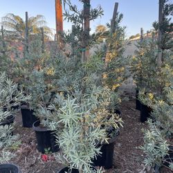 Podocarpus Icy Blue