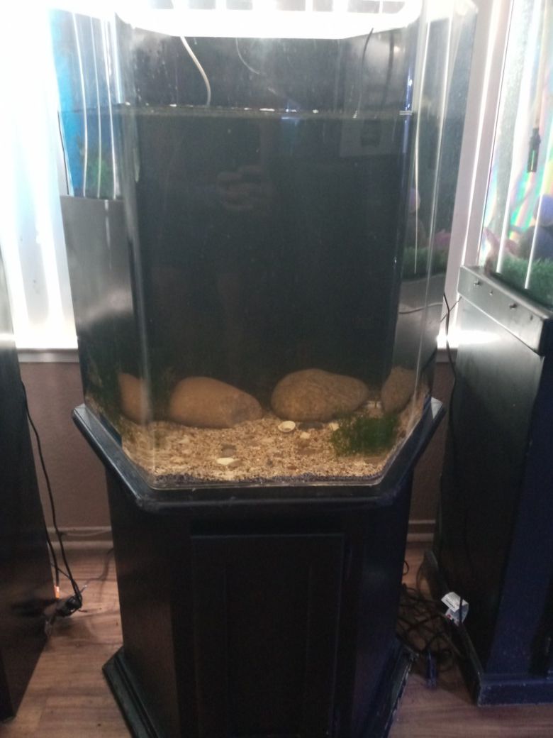 55g acrylic octagon fish tank