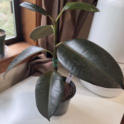 Rubber plant