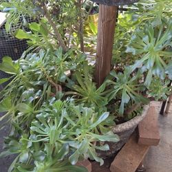 Succulents - Huge In Size For $12.00
