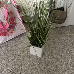 Plant 