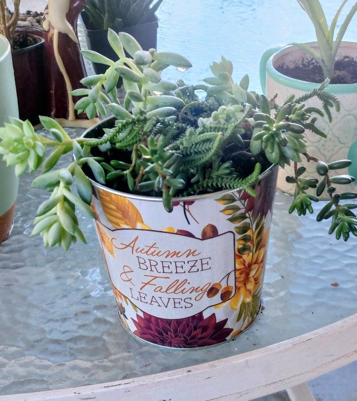 Several Succulents In Autumn Container