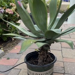 2-Agave Plant 5 Gal