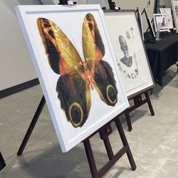 Framed Butterfly Fine Art 
