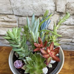 Cute Arrangement Of Succulents House Plants In Ceramic Pot 3"H X6"W.