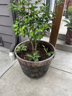 Extra Large Wood Barrel Planter