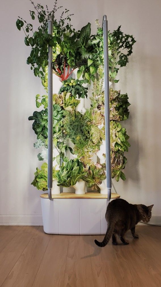Hydroponic Indoor Garden | "Gardyn Home Kit 2.0"