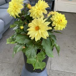 Oudoor dahlia 