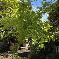 Beautiful Japanese Maple 12 Feet Tall