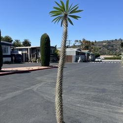 Madagascar Large Palm 5.5 Ft Tall 