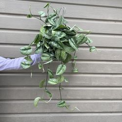 6” scindapsus exotica