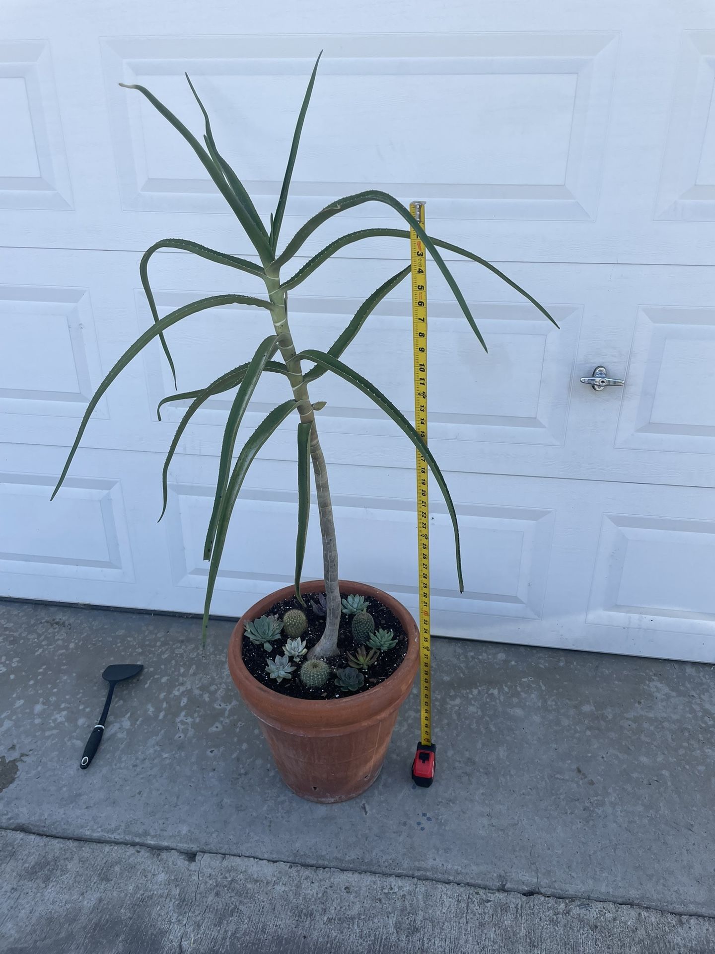 Aloe Bainesii with cactus And Succulents