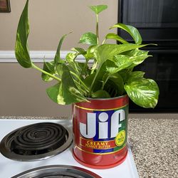 Pothos , Ivy, Julieta o Teléfono Planta Natural