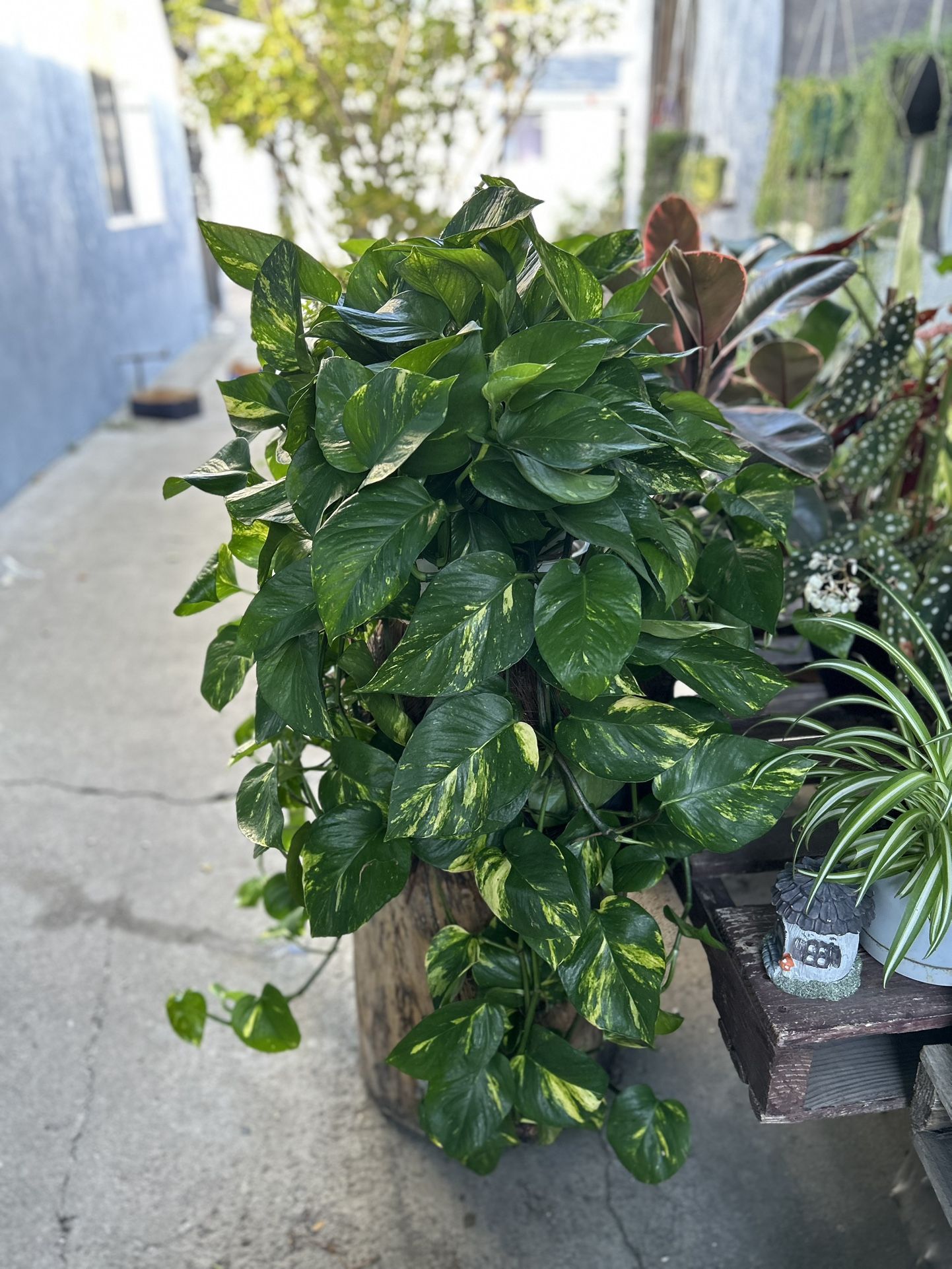 Pothos Plants Indoor Xgrande