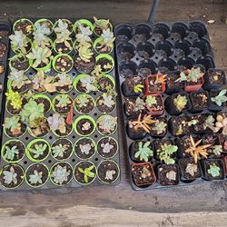 Mini succulents