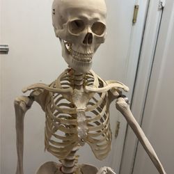 Life size skeleton model
