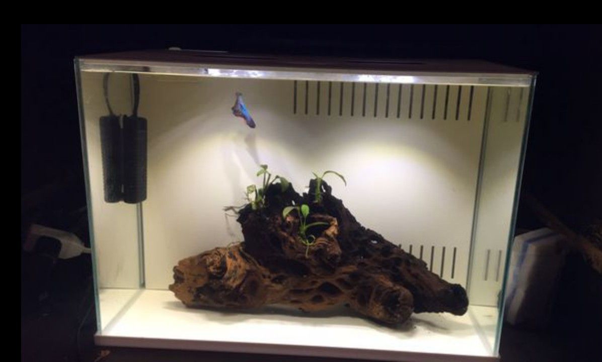 Aquarium fish tank with accessories