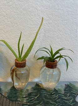 Aloe and Spider plant