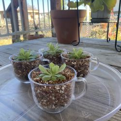 Carnivorous Butterwort in Glass Cup