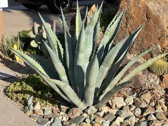 HUGE Agave Americana Blue Century Plant