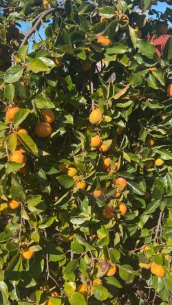 Fuyu Persimmons ( 30 ct) $20 Very sweet and Crunchy ‼️🍏🍐🍅🍎