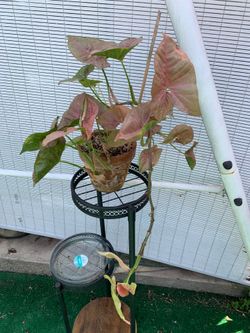 Pink Syngonium