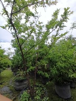 Anon Sugar Apple Fruit Producing Tree 45gl $350🏡🏡